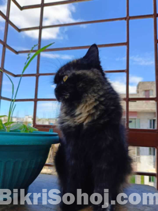 Traditional Persian Cat